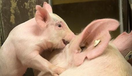 Weighing Pig PersonalityIs One Sow Better Than Another in Group Housing?